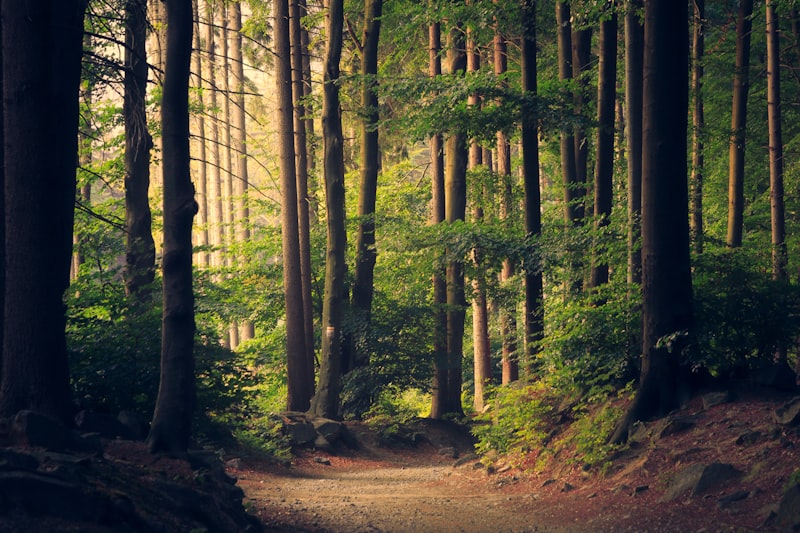 Bosque de Tierra del Fuego